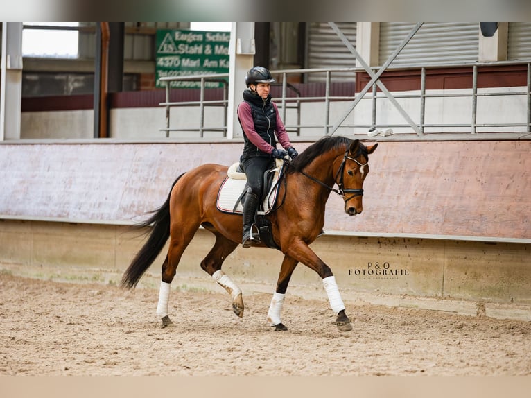 Westfaal Merrie 5 Jaar 165 cm Bruin in Marl