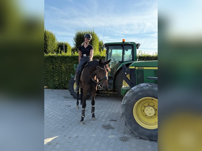 Westfaal Merrie 5 Jaar 165 cm Bruin in Grefrath