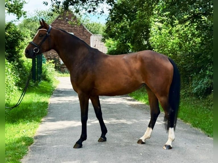 Westfaal Merrie 5 Jaar 165 cm Bruin in Rommerskirchen