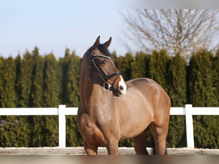 Westfaal Merrie 5 Jaar 165 cm Bruin in Schwäbisch Hall