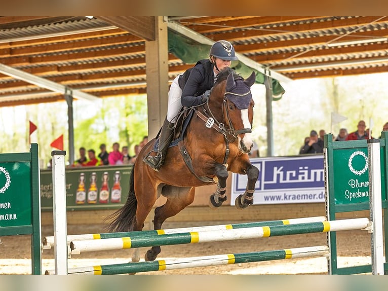 Westfaal Merrie 5 Jaar 165 cm Bruin in Sendenhorst