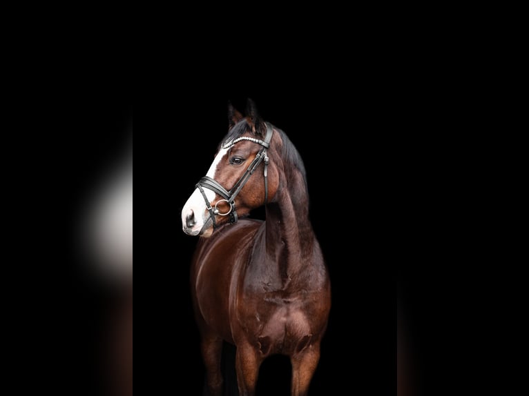 Westfaal Merrie 5 Jaar 165 cm Bruin in Sendenhorst