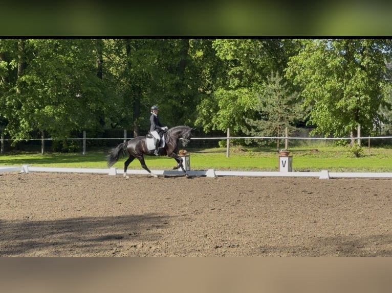 Westfaal Merrie 5 Jaar 165 cm Donkerbruin in Sangerhausen