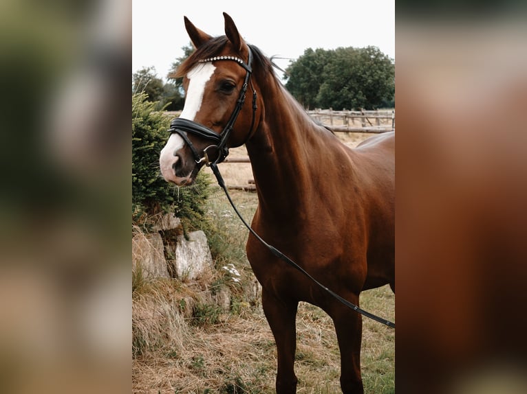 Westfaal Merrie 5 Jaar 165 cm Donkere-vos in Porta Westfalica