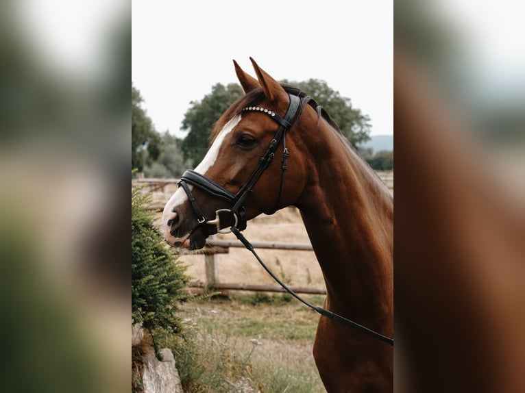 Westfaal Merrie 5 Jaar 165 cm Donkere-vos in Porta Westfalica