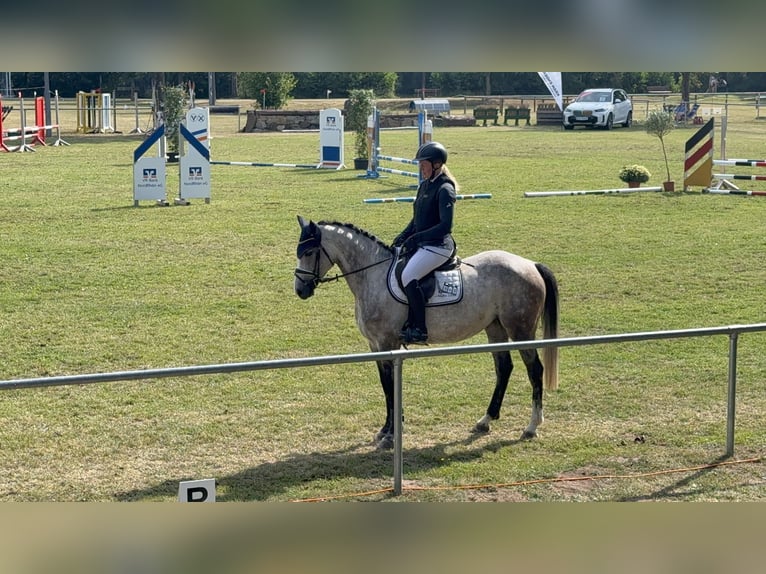 Westfaal Merrie 5 Jaar 165 cm Schimmel in Schenklengsfeld