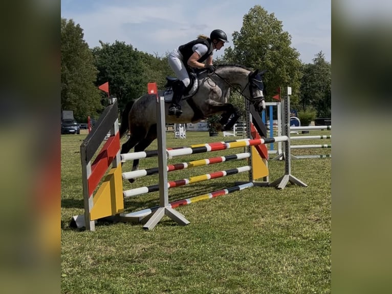 Westfaal Merrie 5 Jaar 165 cm Schimmel in Schenklengsfeld