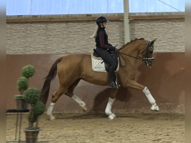 Westfaal Merrie 5 Jaar 165 cm Vos in Wehringen