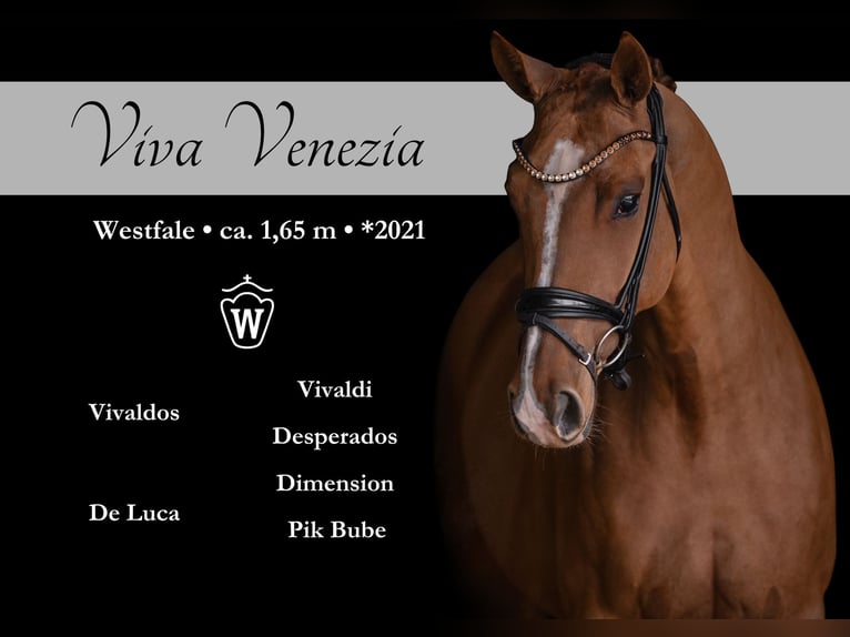 Westfaal Merrie 5 Jaar 165 cm Vos in Wehringen