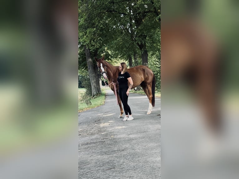 Westfaal Merrie 5 Jaar 165 cm Vos in Herten