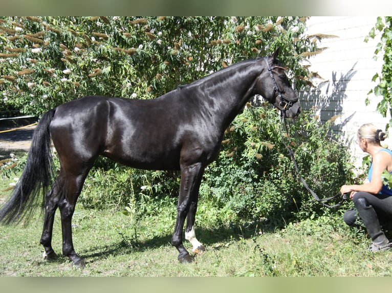 Westfaal Merrie 5 Jaar 165 cm Zwart in Winh&#xF6;ring