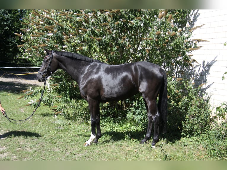 Westfaal Merrie 5 Jaar 165 cm Zwart in Winh&#xF6;ring