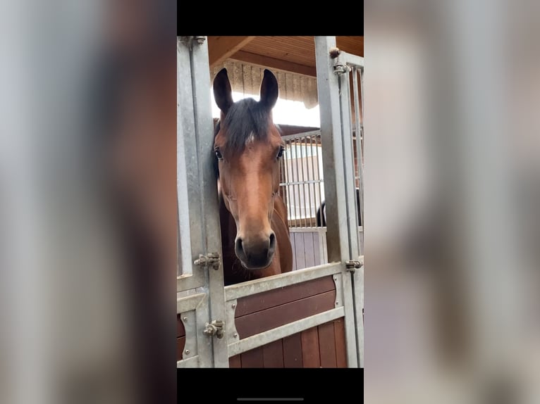 Westfaal Merrie 5 Jaar 166 cm Bruin in Dorsten