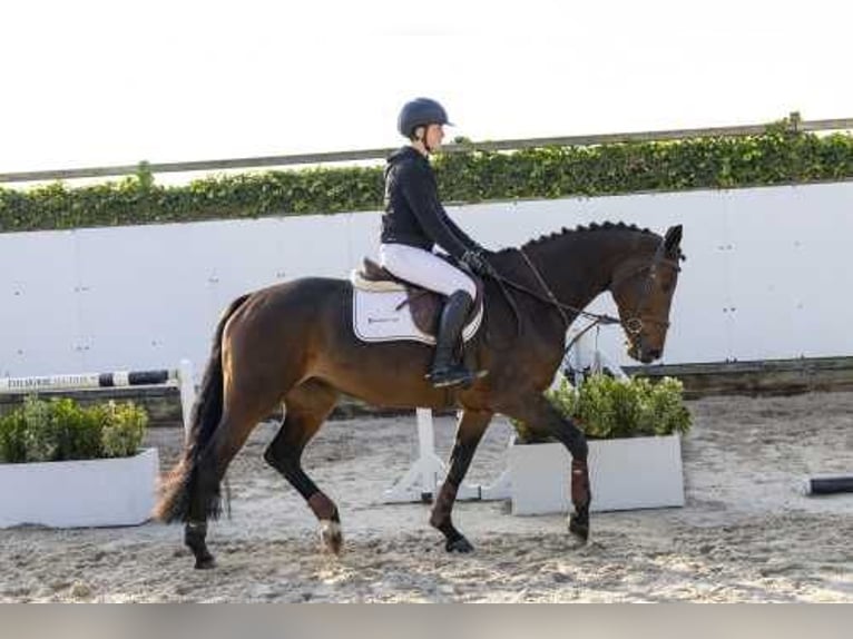 Westfaal Merrie 5 Jaar 166 cm Bruin in Waddinxveen