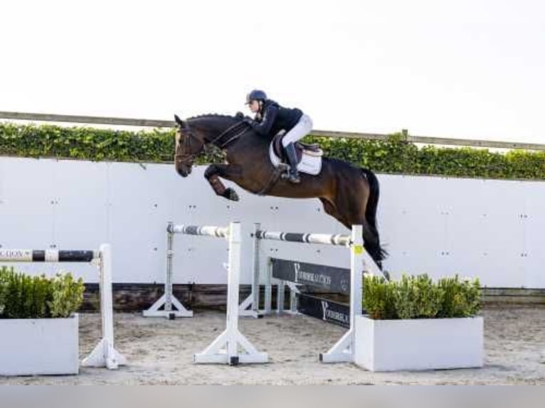 Westfaal Merrie 5 Jaar 166 cm Bruin in Waddinxveen