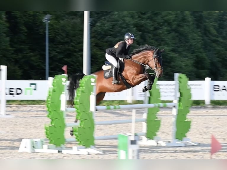 Westfaal Merrie 5 Jaar 166 cm Bruin in Wysin