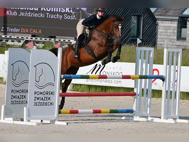 Westfaal Merrie 5 Jaar 166 cm Bruin in Wysin