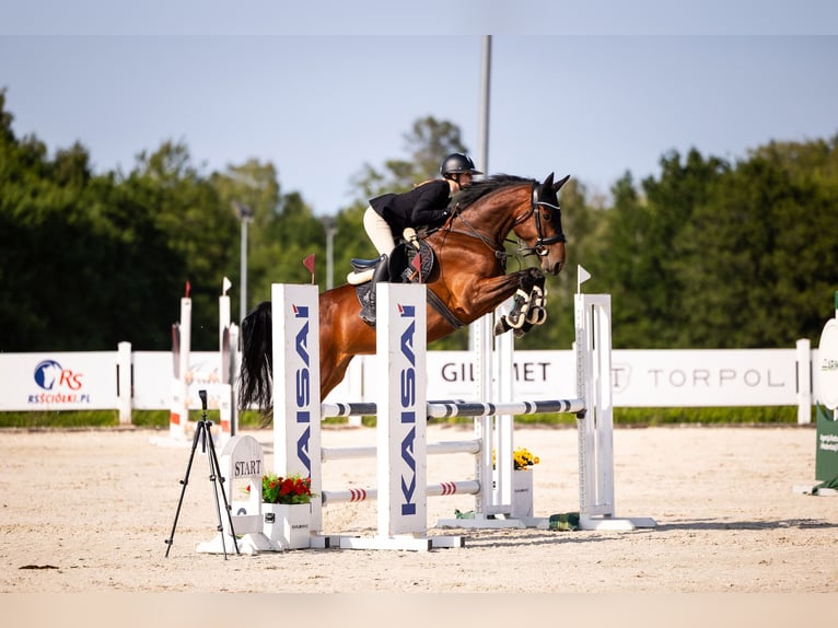 Westfaal Merrie 5 Jaar 166 cm Roodbruin in Liniewko Kościerskie
