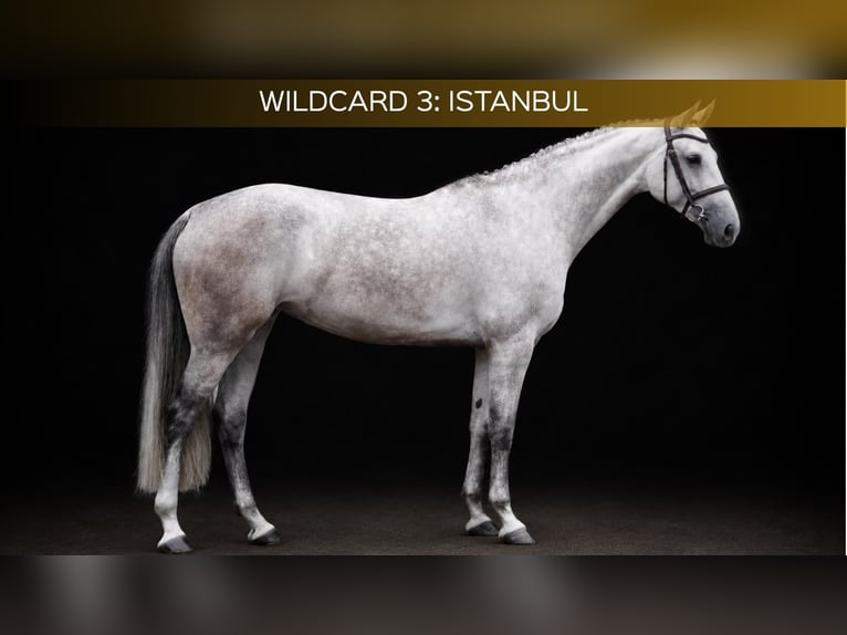Westfaal Merrie 5 Jaar 166 cm Schimmel in Zülpich