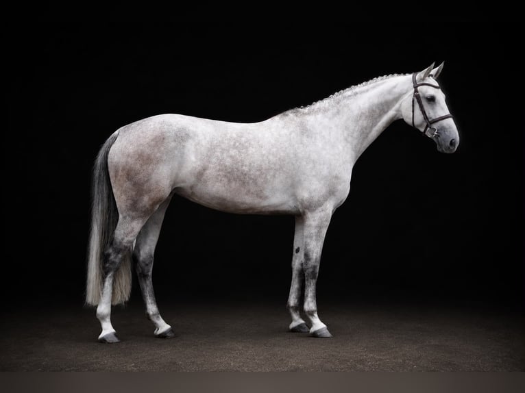 Westfaal Merrie 5 Jaar 166 cm Schimmel in Zülpich