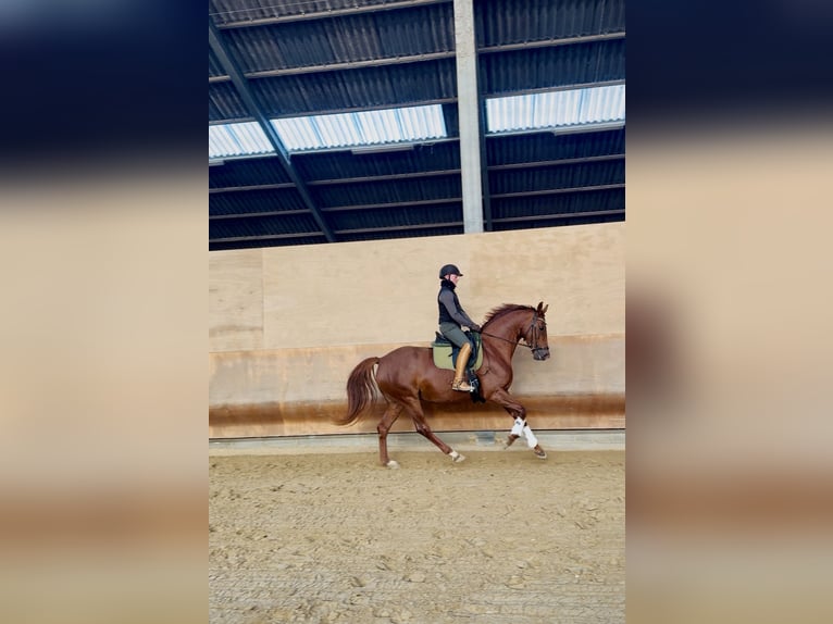 Westfaal Merrie 5 Jaar 166 cm Vos in Roeser