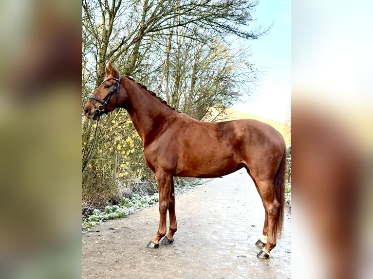 Westfaal Merrie 5 Jaar 166 cm Vos in Roeser