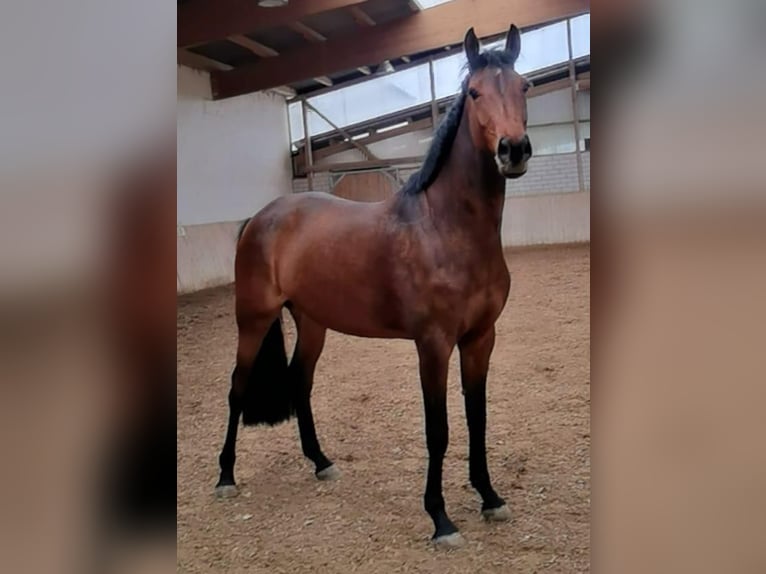 Westfaal Merrie 5 Jaar 167 cm Bruin in Ellwangen (Jagst)
