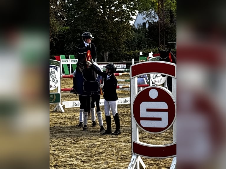 Westfaal Merrie 5 Jaar 167 cm Donkerbruin in Telgte