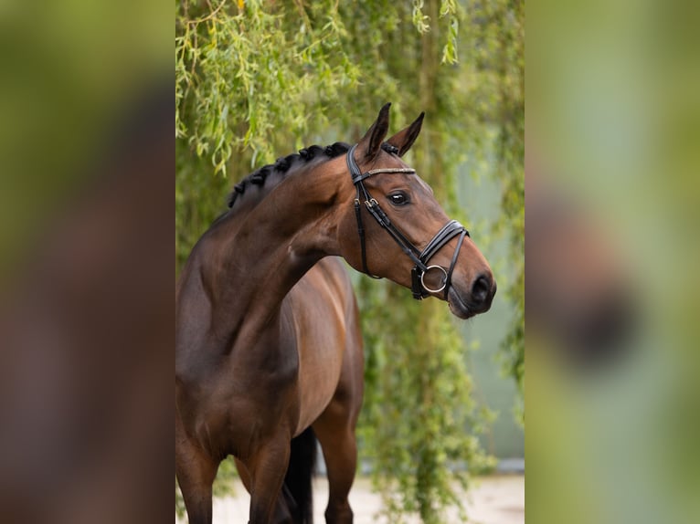 Westfaal Merrie 5 Jaar 167 cm Donkerbruin in Lier
