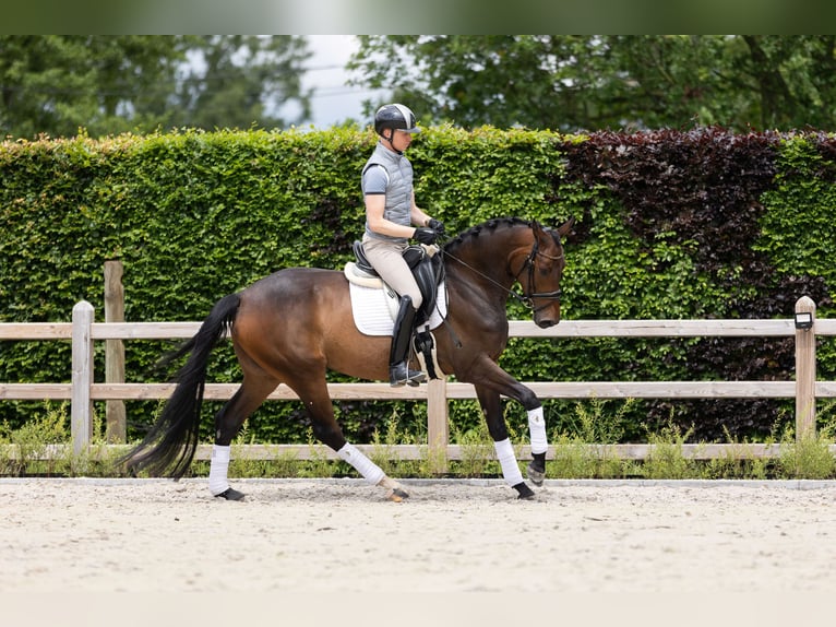 Westfaal Merrie 5 Jaar 167 cm Donkerbruin in Lier