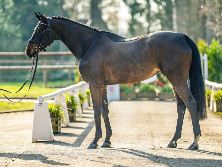 Westfaal Merrie 5 Jaar 167 cm Donkerbruin in Münster-Handorf