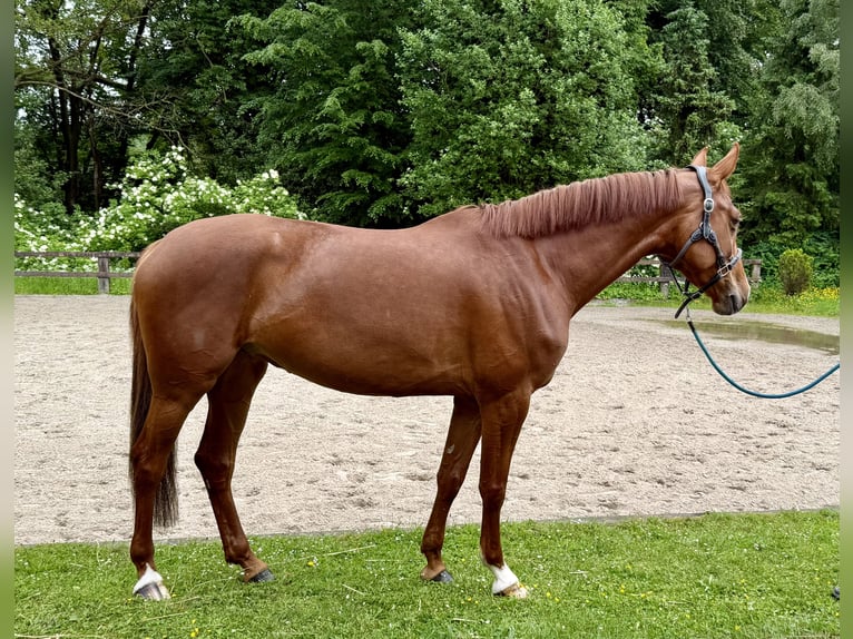 Westfaal Merrie 5 Jaar 167 cm Vos in Wermelskirchen