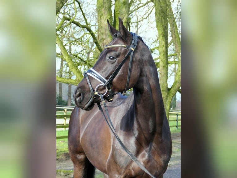 Westfaal Merrie 5 Jaar 167 cm Zwart in Cappeln (Oldenburg)