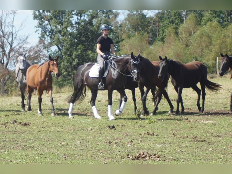 Westfaal Merrie 5 Jaar 167 cm Zwart in Iserlohn