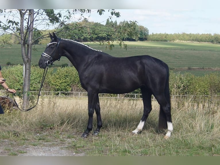 Westfaal Merrie 5 Jaar 167 cm Zwart in Iserlohn