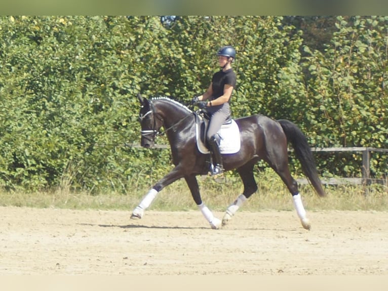 Westfaal Merrie 5 Jaar 167 cm Zwart in Iserlohn