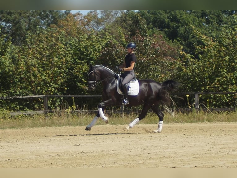 Westfaal Merrie 5 Jaar 167 cm Zwart in Iserlohn