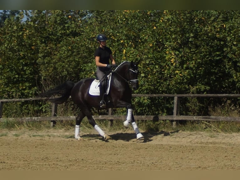 Westfaal Merrie 5 Jaar 167 cm Zwart in Iserlohn