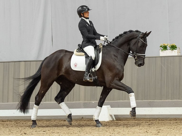 Westfaal Merrie 5 Jaar 167 cm Zwart in Münster-Handorf