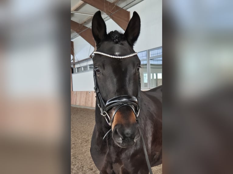 Westfaal Merrie 5 Jaar 167 cm Zwartbruin in Sendenhorst