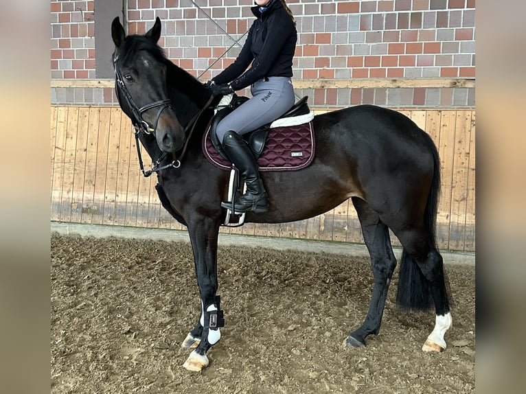 Westfaal Merrie 5 Jaar 167 cm Zwartbruin in Sendenhorst