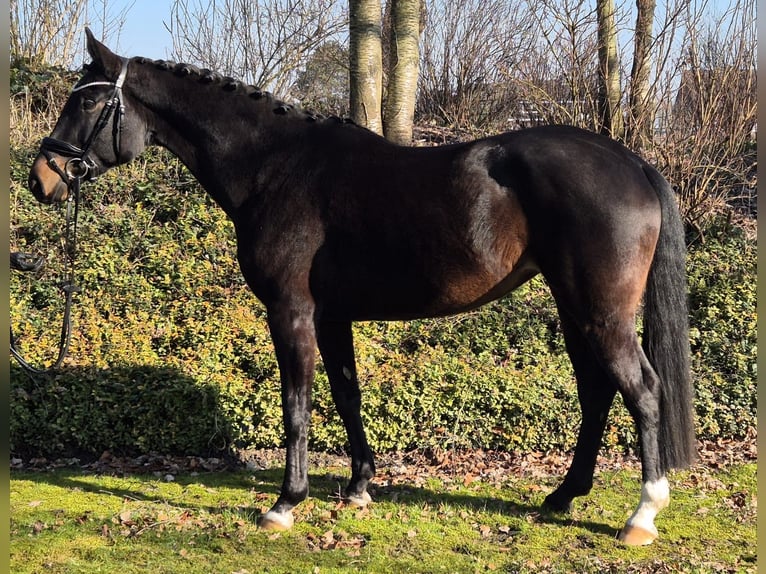 Westfaal Merrie 5 Jaar 167 cm Zwartbruin in Sendenhorst