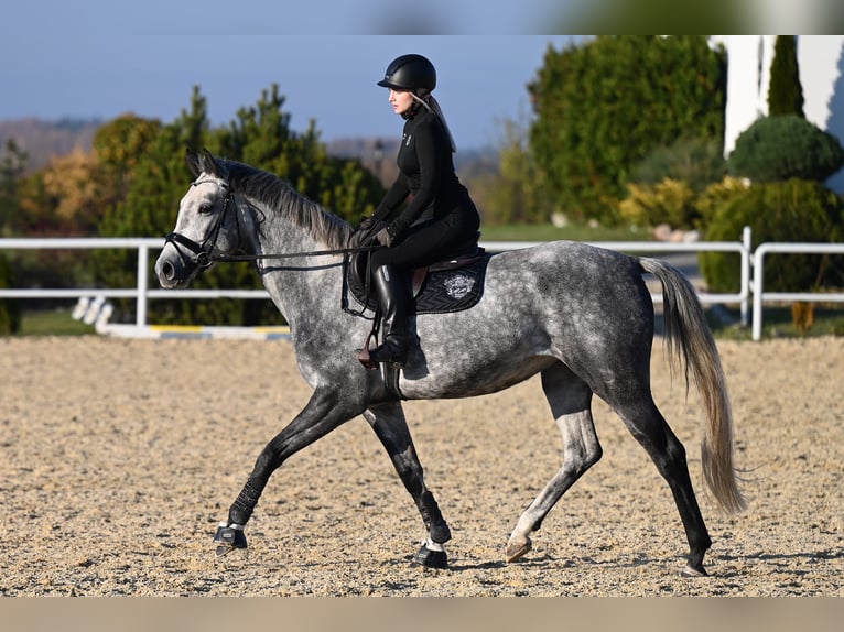 Westfaal Merrie 5 Jaar 168 cm Appelschimmel in Wysin