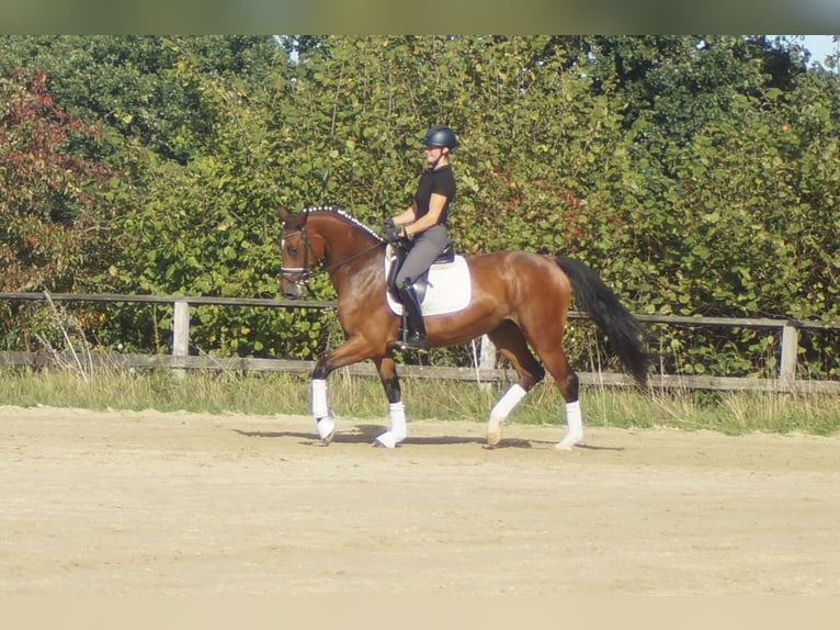Westfaal Merrie 5 Jaar 168 cm Bruin in Iserlohn