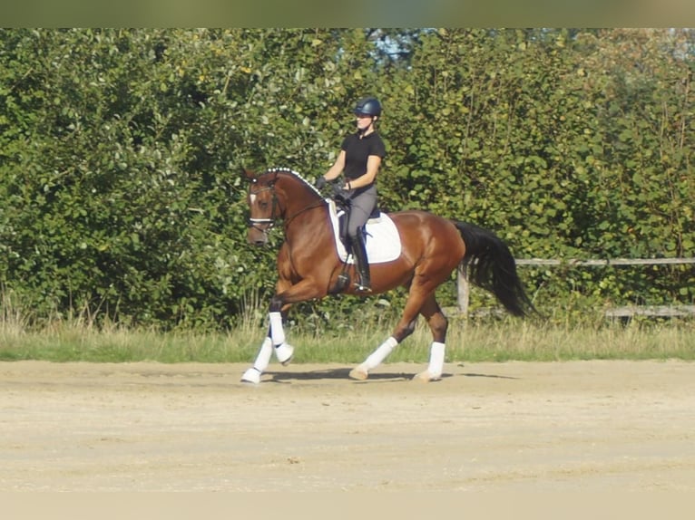 Westfaal Merrie 5 Jaar 168 cm Bruin in Iserlohn