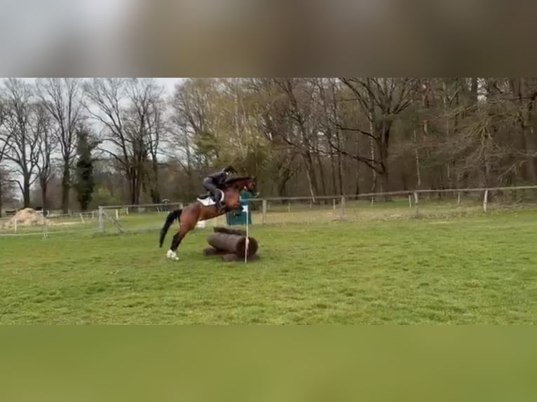 Westfaal Merrie 5 Jaar 168 cm Bruin in Pronstorf