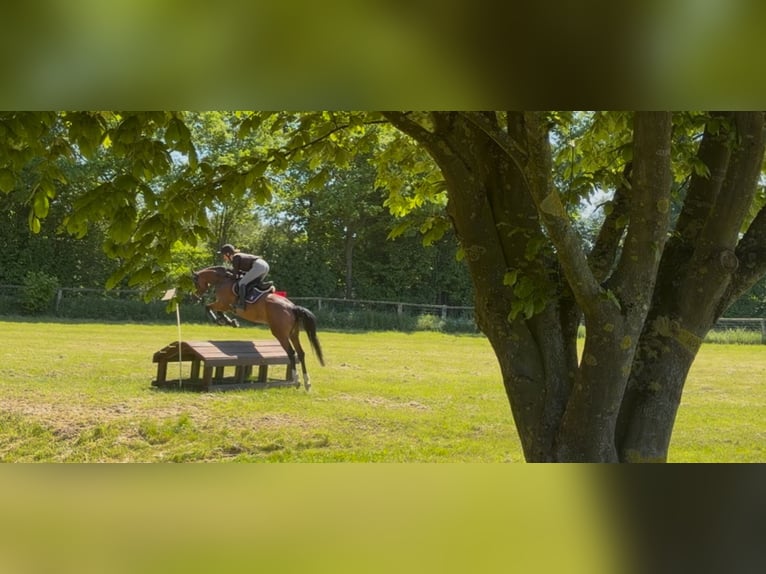 Westfaal Merrie 5 Jaar 168 cm Bruin in Pronstorf