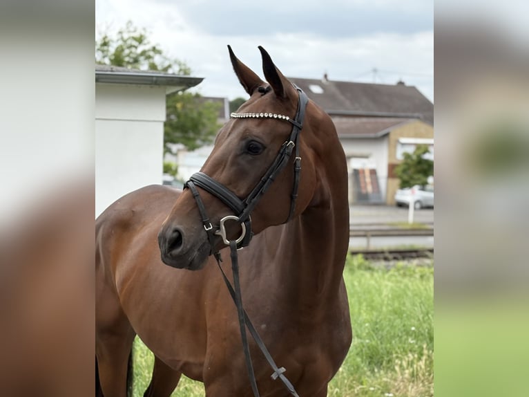Westfaal Merrie 5 Jaar 168 cm Bruin in Niederkassel
