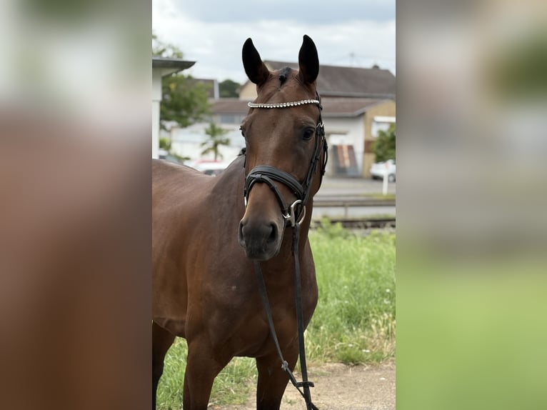 Westfaal Merrie 5 Jaar 168 cm Bruin in Niederkassel