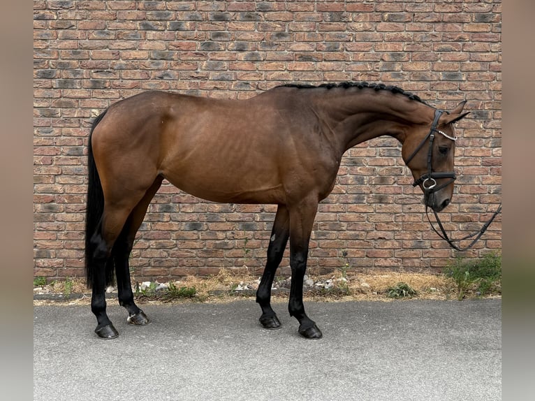 Westfaal Merrie 5 Jaar 168 cm Bruin in Niederkassel